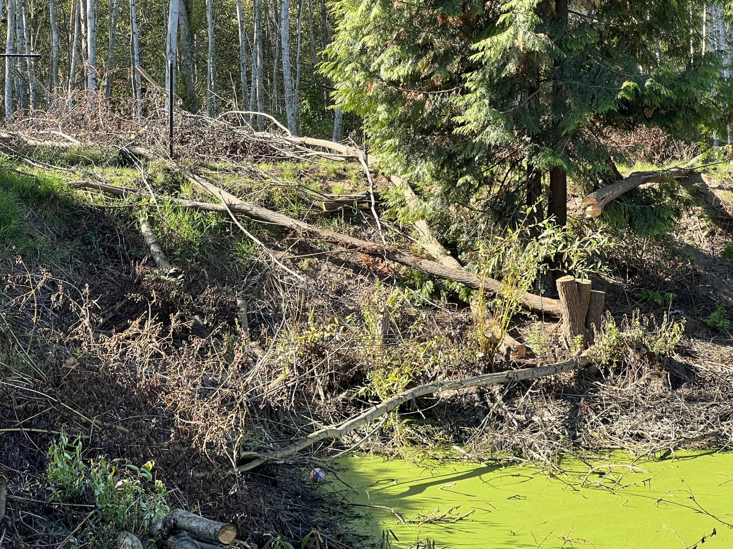 Downed trees surrounding a stormwater pond full of algae